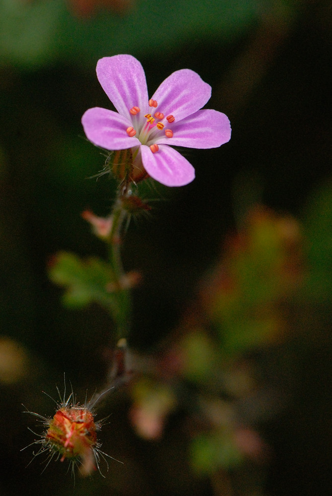 Geraniacea - Geranium robertianum