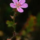 Geraniacea - Geranium robertianum