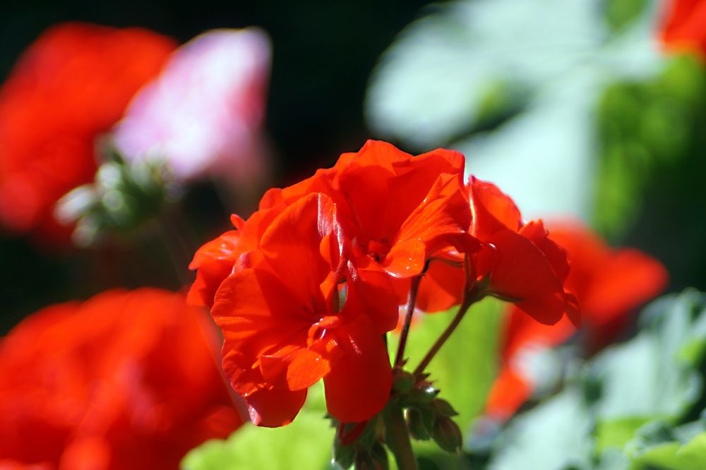 Geranie Foto & Bild projekte, 3 mittwochsblümchen, thementage