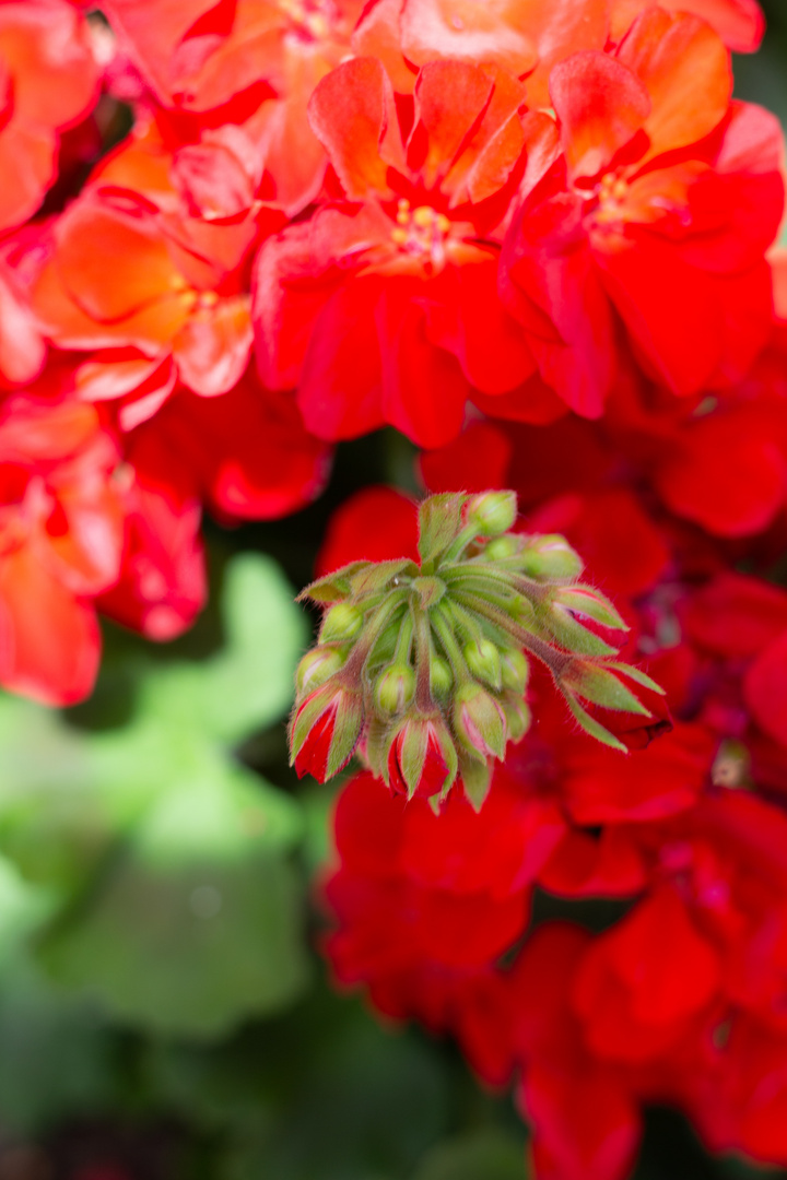 Geranie Foto & Bild pflanzen, pilze & flechten, blüten