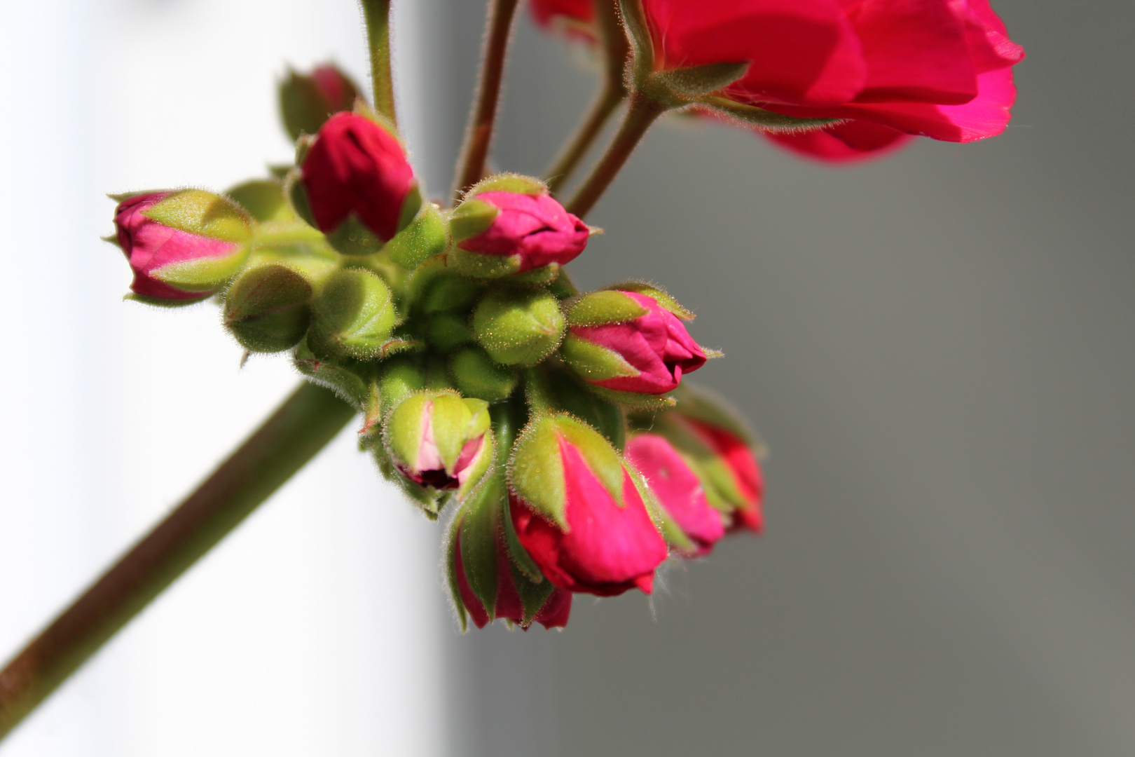 Geranie - die Blüte im Sommer! 