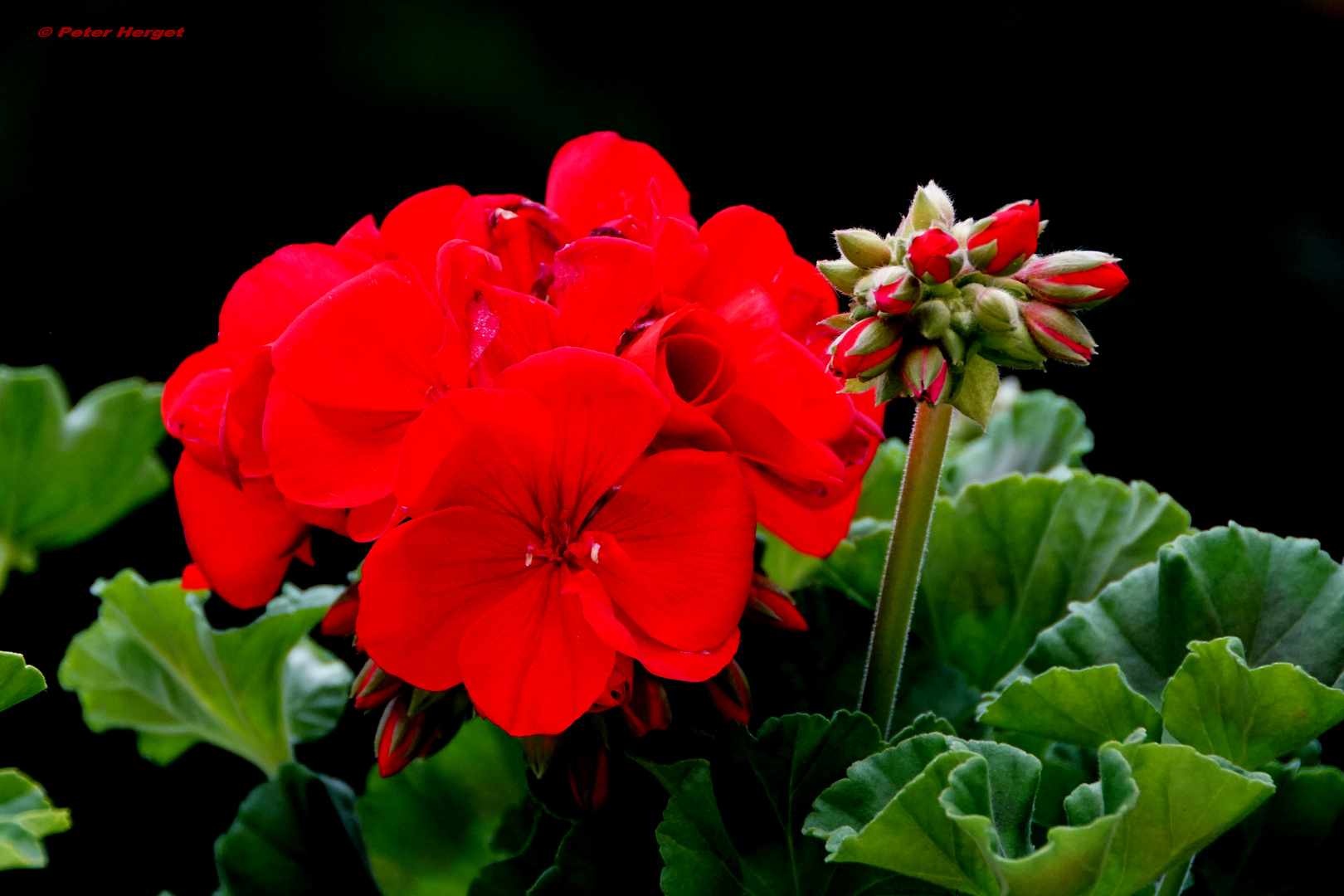 Geranie im Frühsommer