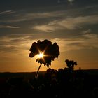 Geranie im Sonnenuntergang vom Balkon