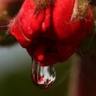 Geranie in der Blüte