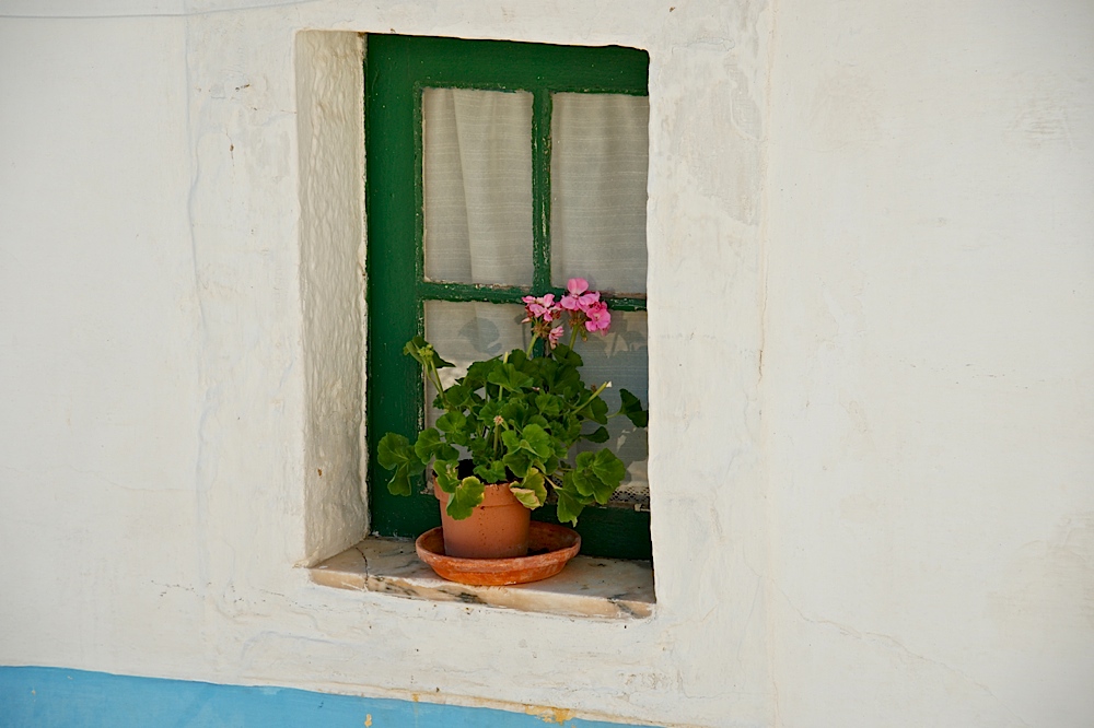 Geranie in Fenster