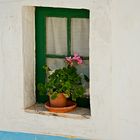 Geranie in Fenster