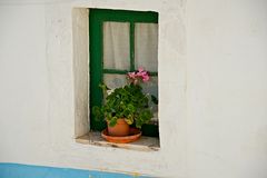 Geranie in Fenster