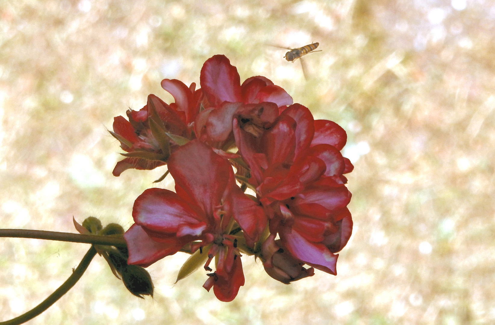 Geranie und Schwebfliege