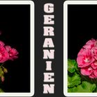 GERANIEN