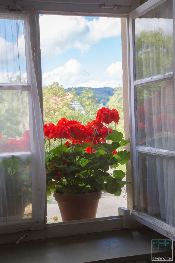 Geranien am Fenster