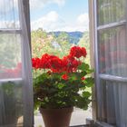 Geranien am Fenster
