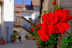 ... Geranien auf dem Klosterhof ...