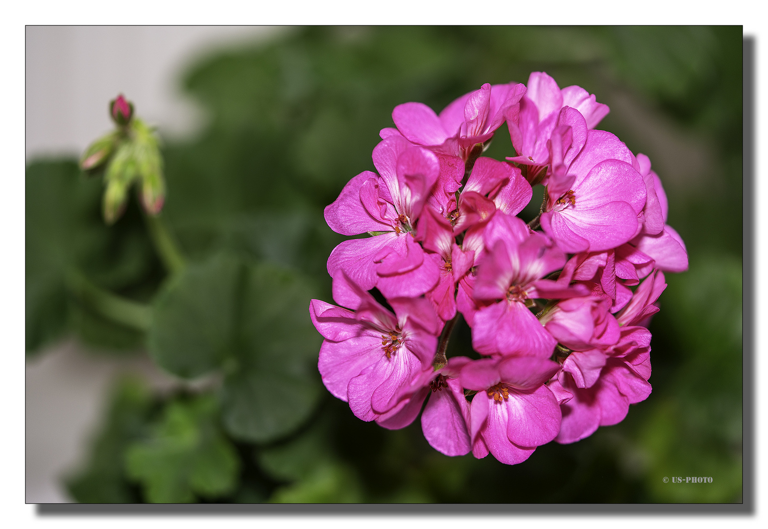 Geranien Blüten Foto & Bild natur, blumen, pflanzen Bilder auf