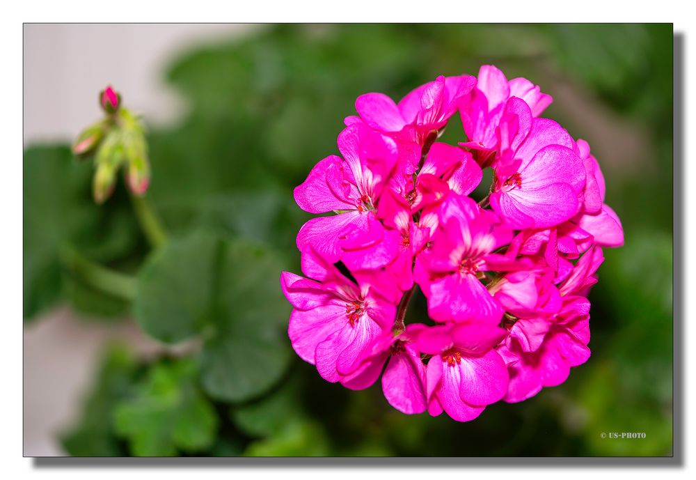 Geranien Blüten Foto & Bild natur, blumen, pflanzen Bilder auf