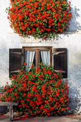 Geranien im Spätsommer