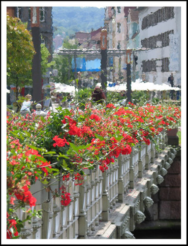 Geranien in Esslingen