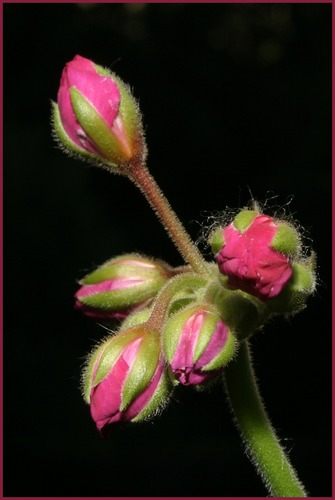 Geranien-Knospen