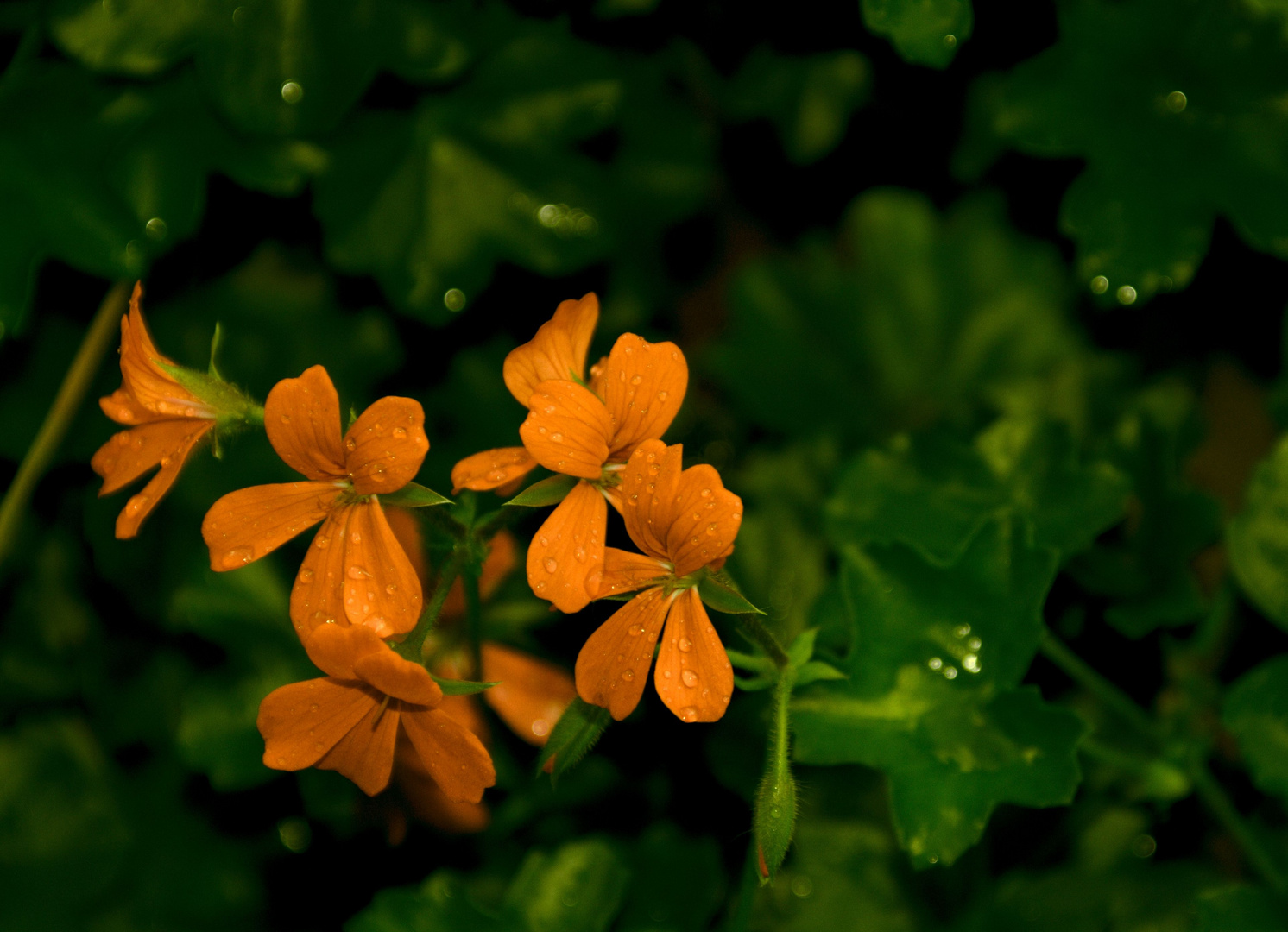 Geranien nach dem Regen