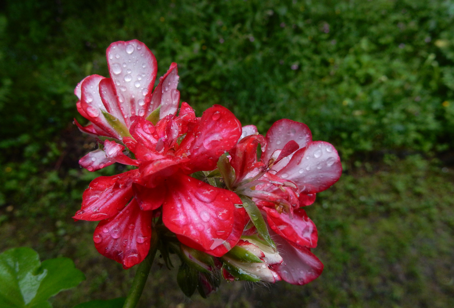 Geranien (Pelargonie)