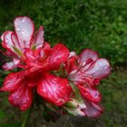 Geranien (Pelargonie)