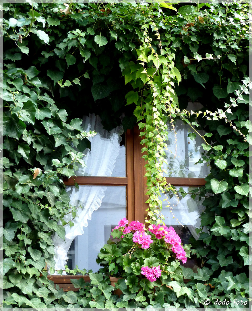 Geranien vor dem Fenster (2)