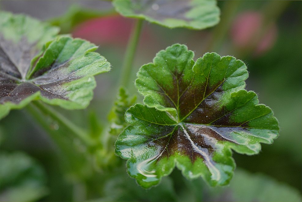 Geranienblätter Foto & Bild jahreszeiten, sommer, natur Bilder auf