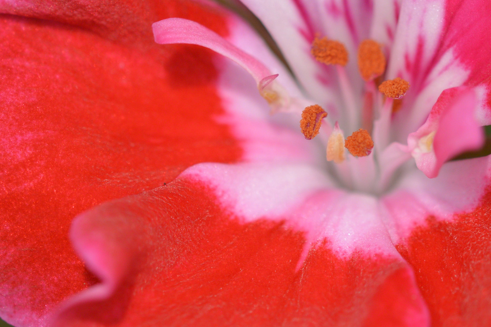 Geranienblüte