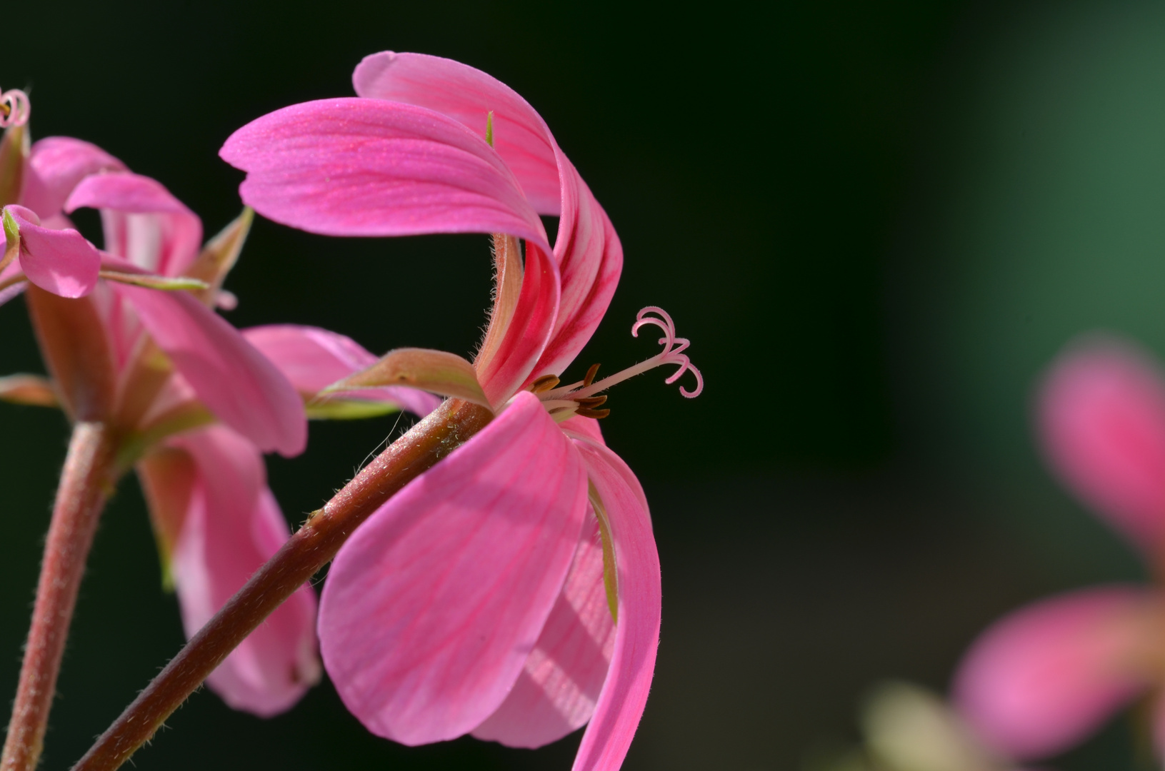 Geranienblüte