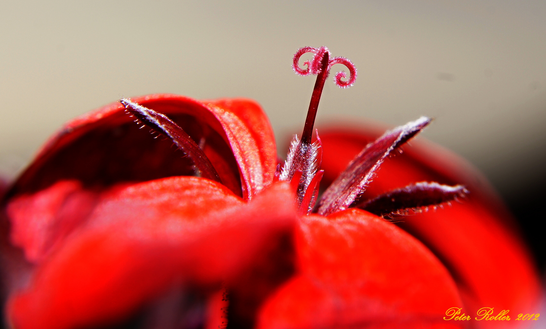 Geranienblüte