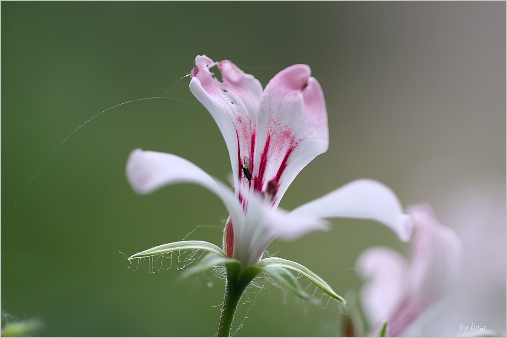 Geranienblüte