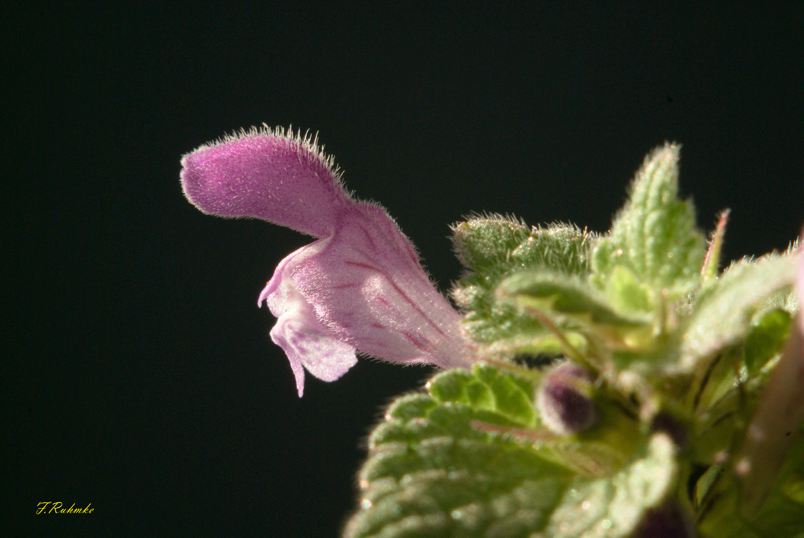 Geranienblüte