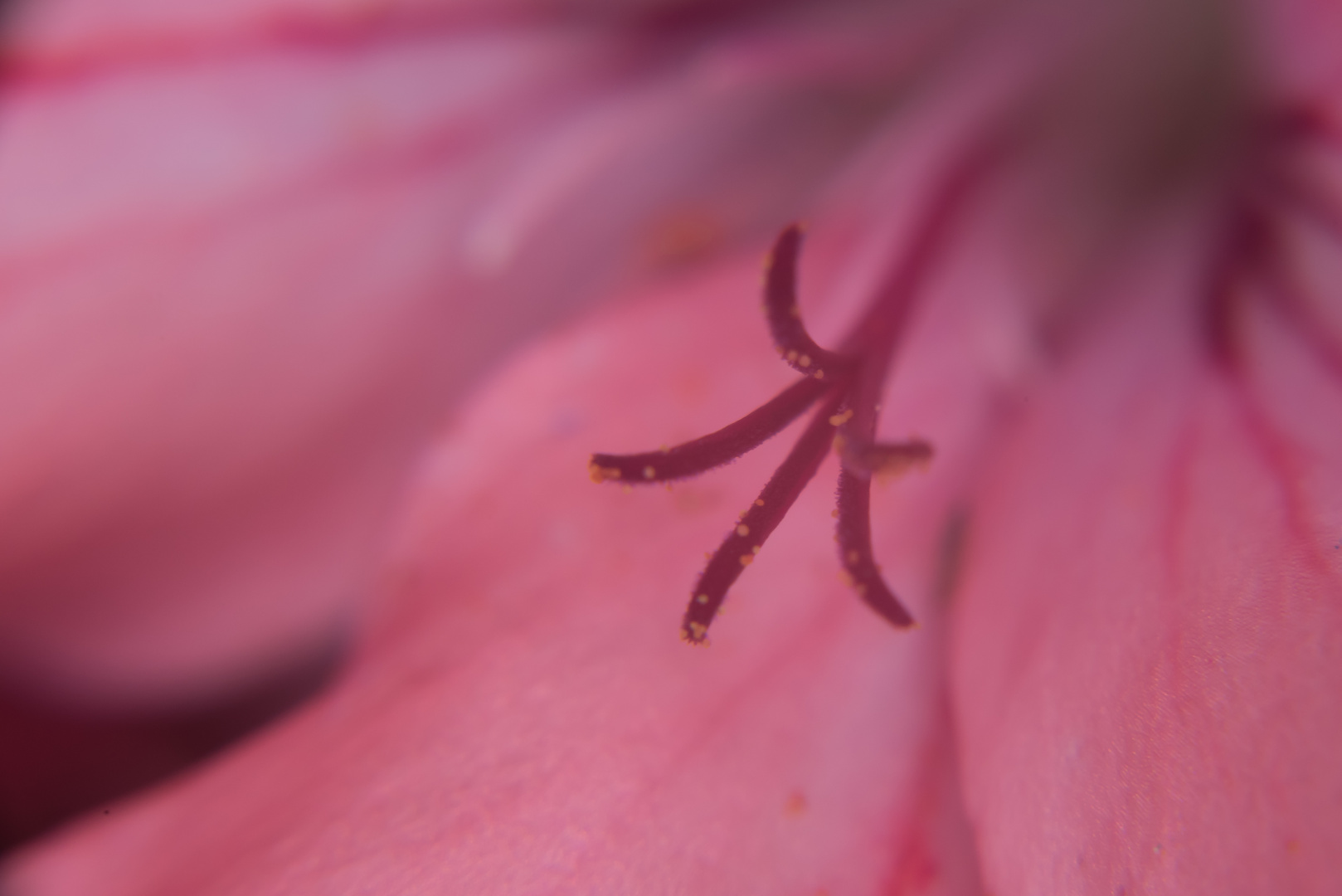 Geranienblüte als Makro