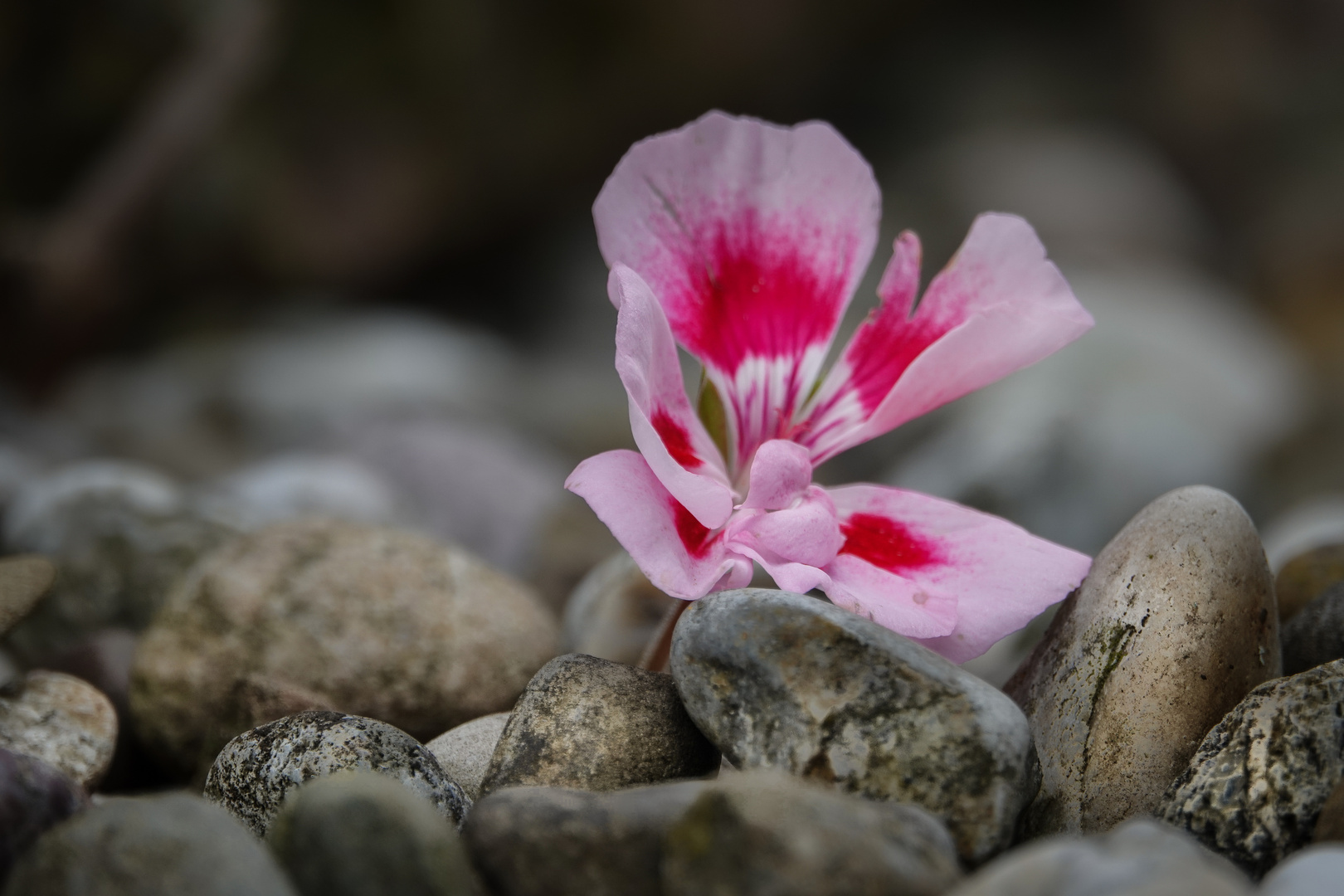 Geranienblüte auf Steinen