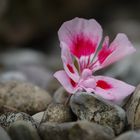 Geranienblüte auf Steinen