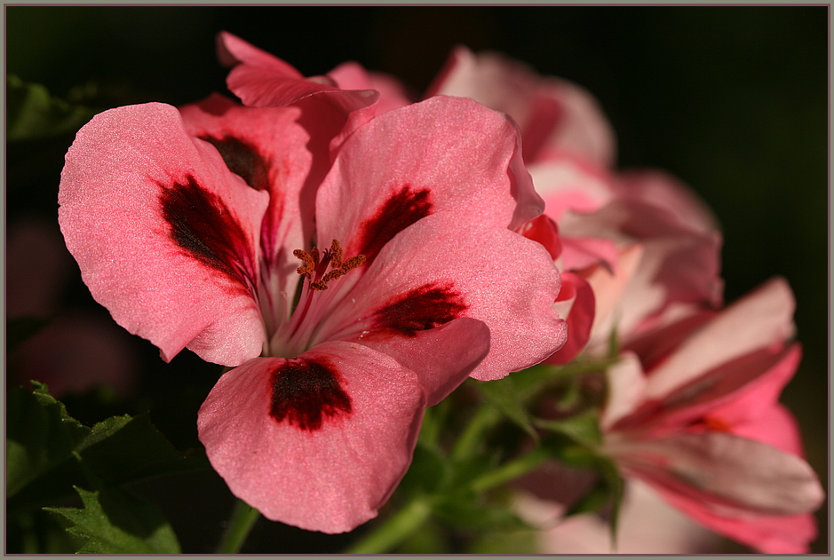 Geranienblüte !