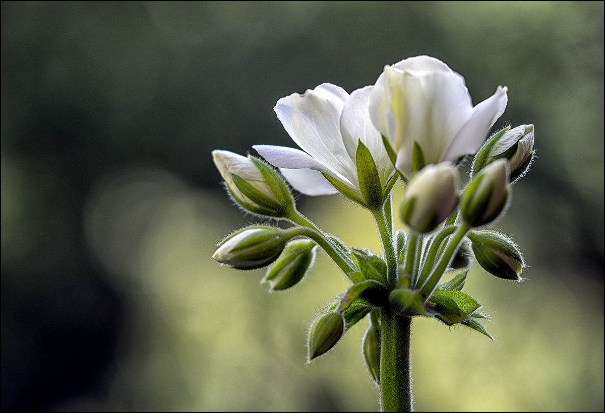 Geranienblüte