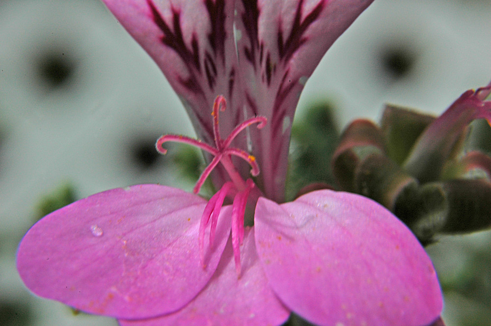 Geranienblüte