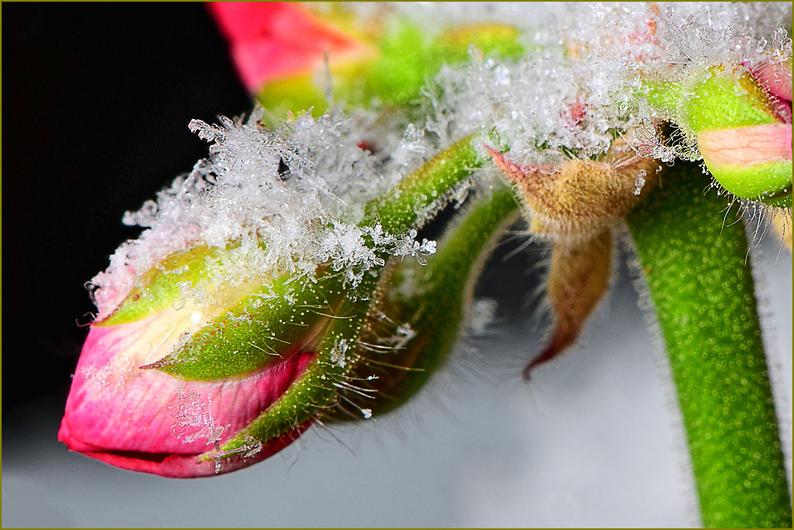 Geranienblüte im Schnee und Eis