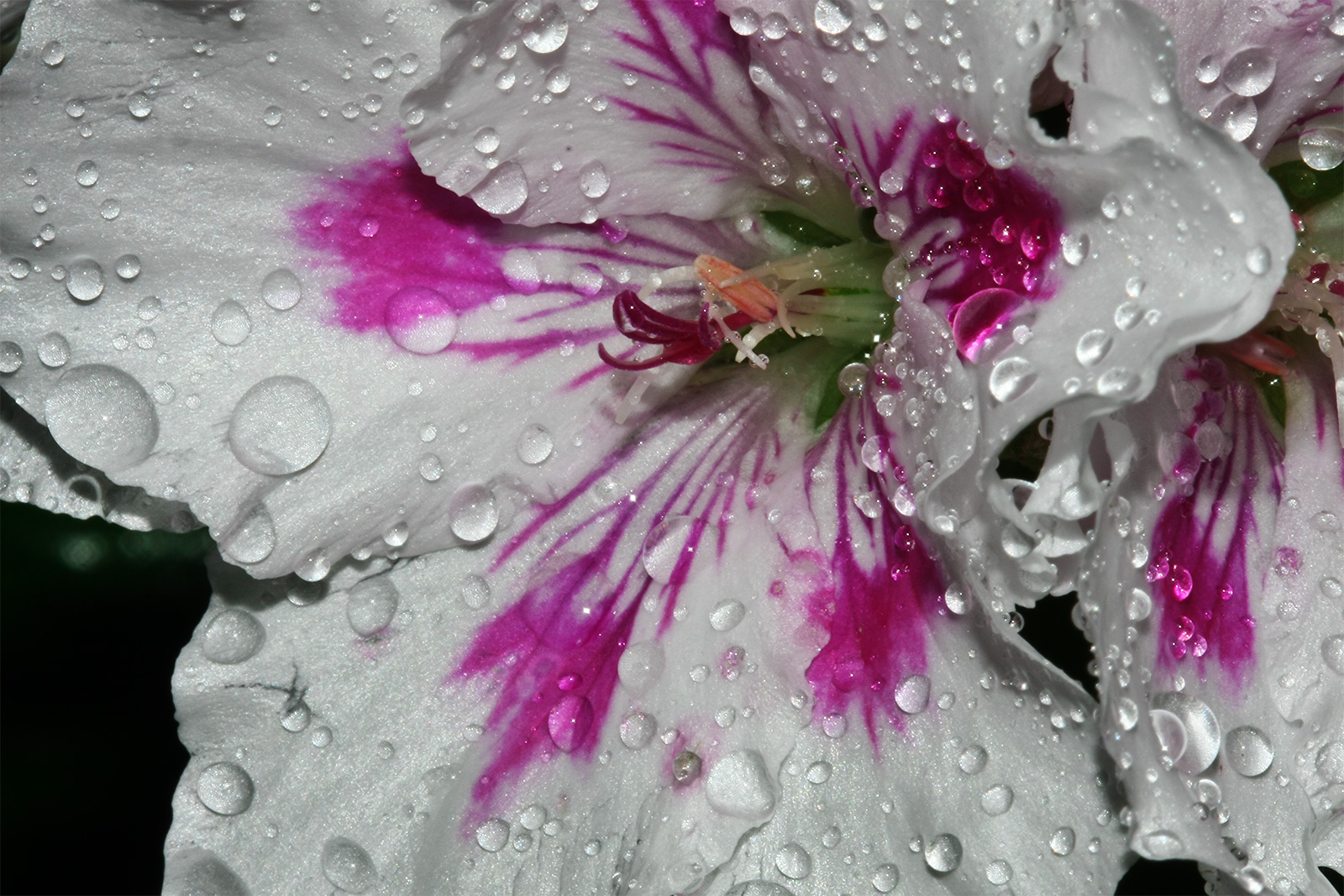 Geranienblüte nach dem Regen 2