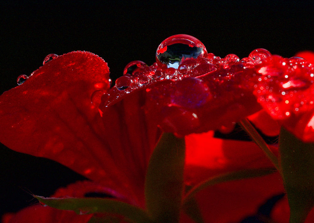 Geranienblüte nach dem Regen