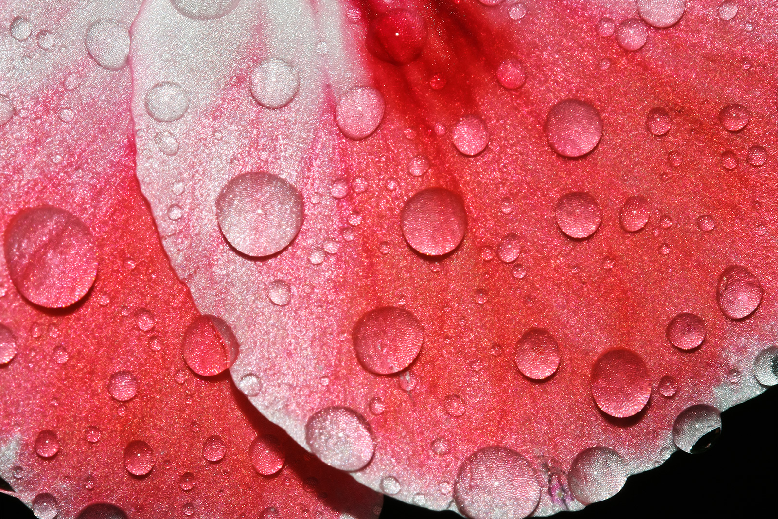 Geranienblüte nach dem Regen1