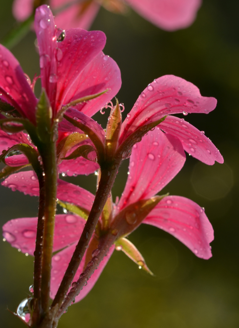 Geranienblüte nach Regen