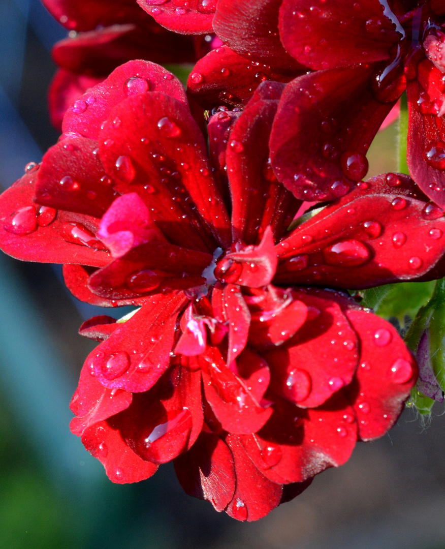 Geranienblüte nach Regen