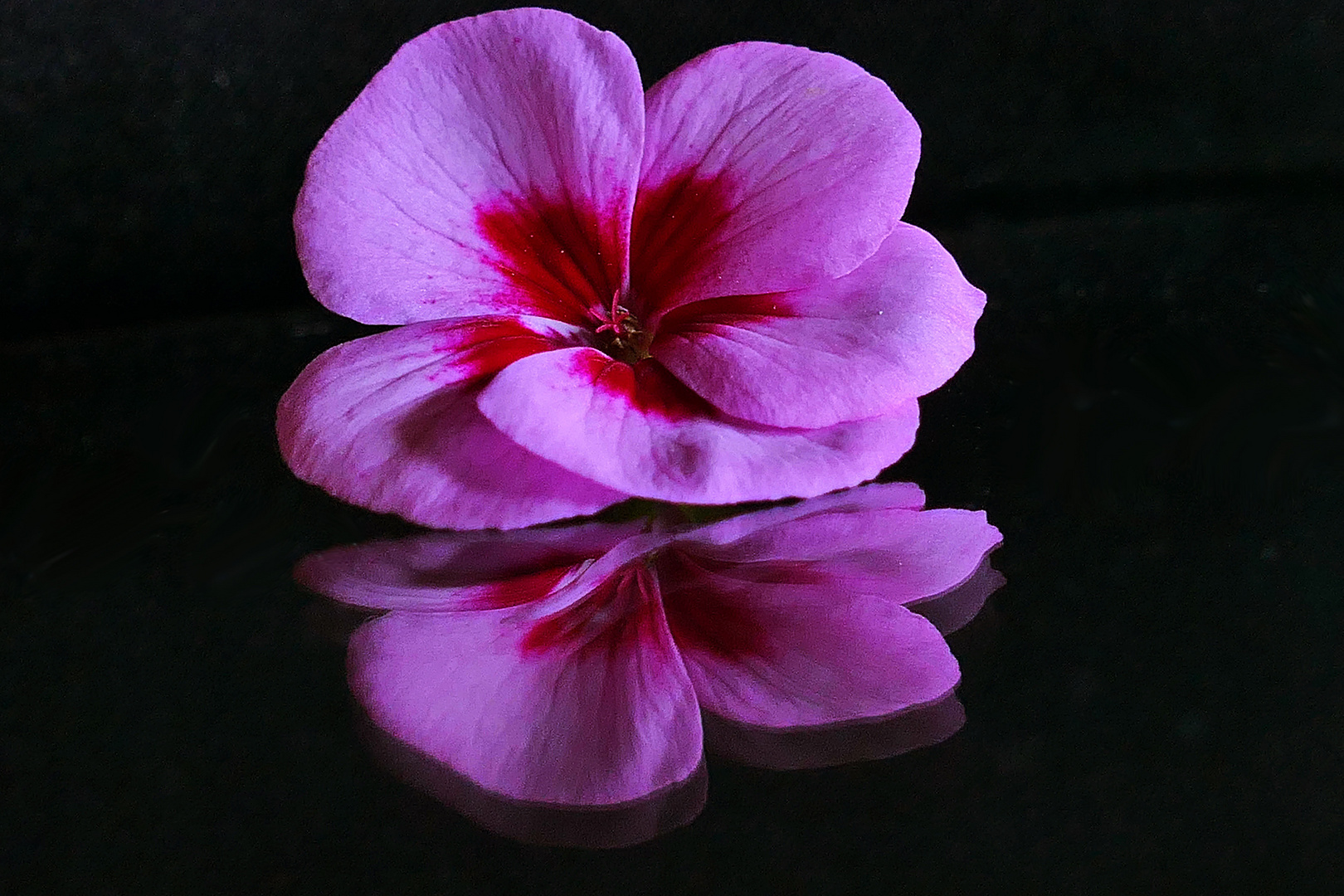 Geranienblüte spiegelt sich im Tablet