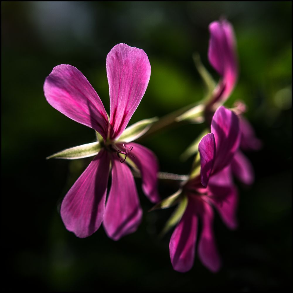 Geranienblüten / 2