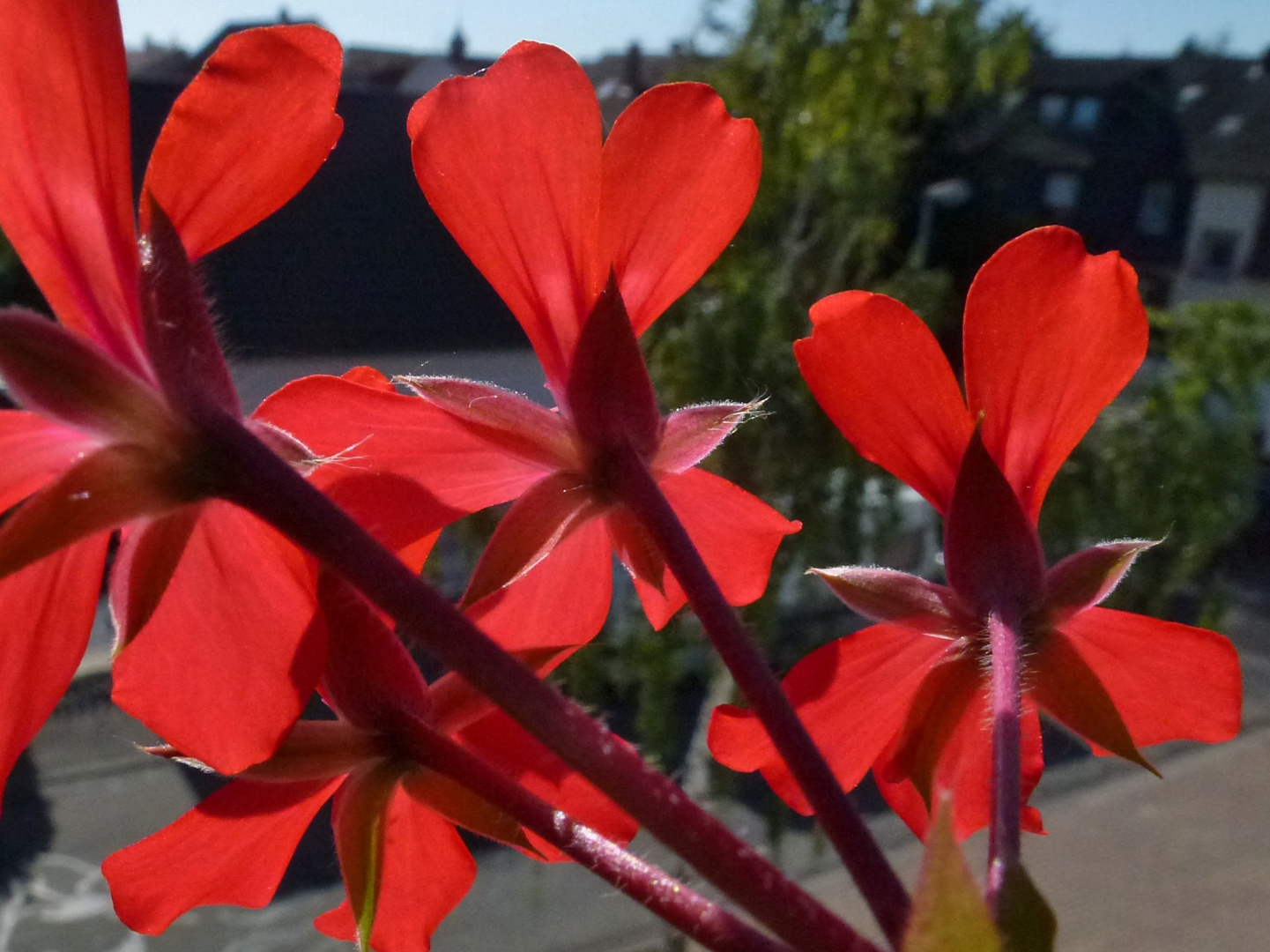 Geranienblüten