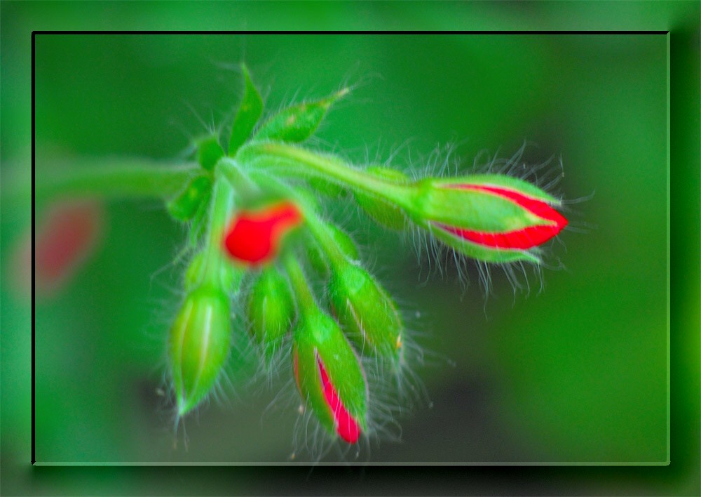 Geranienblüten.