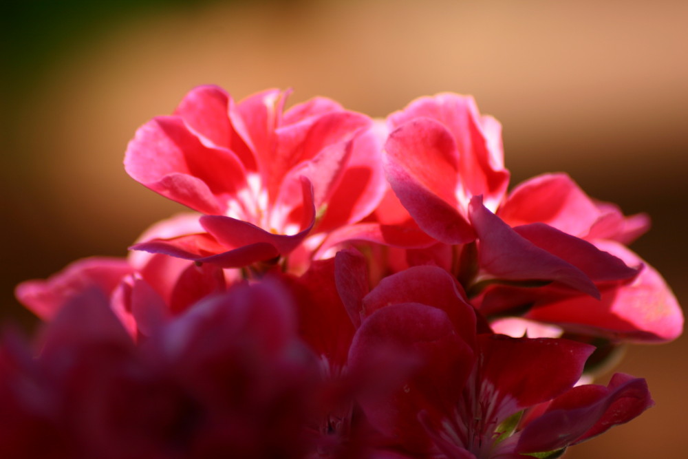 Geranienblüten in der Mittagssonne