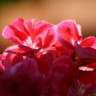 Geranienblüten in der Mittagssonne