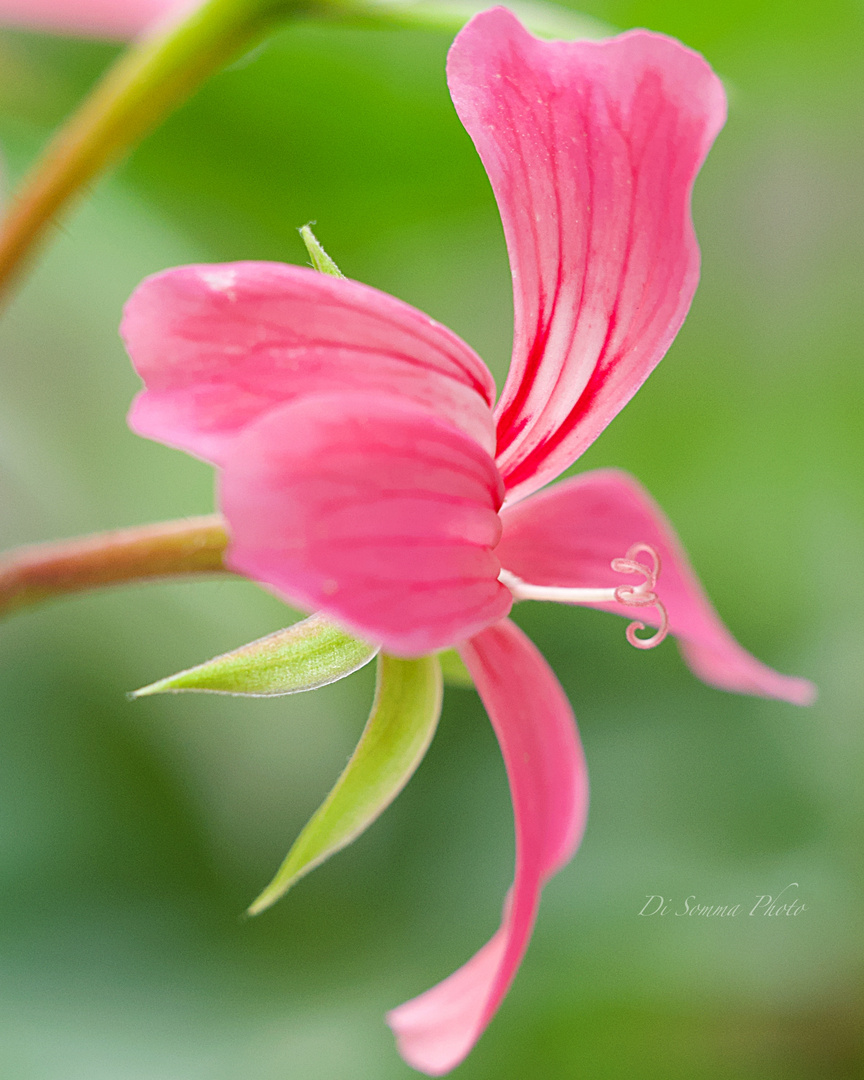 Geranio in rosa